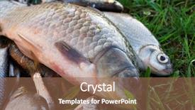  Presentation with colorful fancy carp fish koi - Amazing theme having crucian carp and another fish backdrop and a coral colored foreground