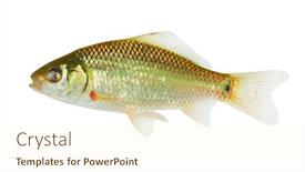  Presentation with europe - Slide deck featuring crucian-carp-carassius-carassius-fish background and a cream colored foreground