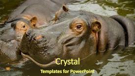  Presentation with pair - Colorful PPT theme enhanced with cruel - pair of ferocious african hippos backdrop and a tawny brown colored foreground