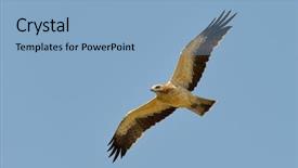  Presentation with flight invetors - PPT theme having vigils - booted eagle in flight aquila background and a light blue colored foreground