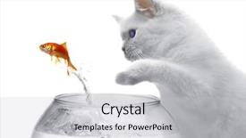  Presentation with white gold - PPT layouts featuring cruel animal - cat and a gold fish background and a light gray colored foreground