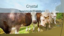  Presentation with pen - Slide deck enhanced with animal kingdom - close-up of cows in pen background and a sky blue colored foreground