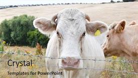  Presentation with country - PPT layouts enhanced with animal kingdom - country lane in british countryside background and a mint green colored foreground