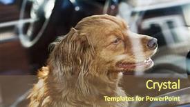  Presentation with australian - PPT theme consisting of patient journey - portrait of australian shepherd dog background and a tawny brown colored foreground