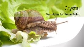  Presentation with lettuce in the vegetable garden - Colorful theme enhanced with cochlea - slug eating lettuce leaf snail backdrop and a yellow colored foreground