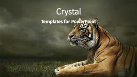  Presentation with tiger - Presentation theme having cruel animal - tiger looking and sitting background and a dark gray colored foreground