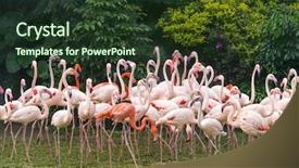  Presentation with flamingo - Amazing theme having cruise food - flamingo birds standing in lake backdrop and a tawny brown colored foreground
