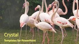 Presentation with flamingo - Slides featuring cruise food - flamingo birds standing in lake background and a tawny brown colored foreground