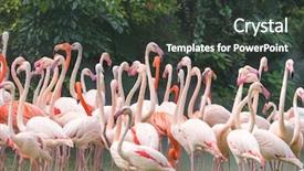  Presentation with flamingo - Cool new presentation theme with cruise food - flamingo birds standing in lake backdrop and a dark gray colored foreground