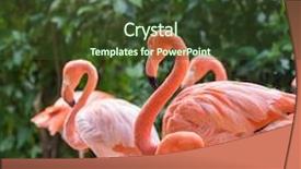  Presentation with flamingo - Audience pleasing slide deck consisting of cruise food - flamingo birds standing in lake backdrop and a tawny brown colored foreground