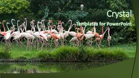  Presentation with flamingo - Slide set with cruise food - flamingo birds standing in lake background and a  colored foreground