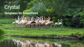  Presentation with flamingo - Slide deck enhanced with cruise food - flamingo birds standing in lake background and a  colored foreground