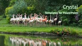  Presentation with flamingo - PPT layouts with cruise food - flamingo birds standing in lake background and a tawny brown colored foreground