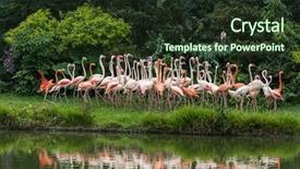  Presentation with flamingo - Theme having cruise food - flamingo birds standing in lake background and a  colored foreground