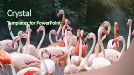  Presentation with flamingo - Cool new PPT layouts with cruise food - flamingo birds standing in lake backdrop and a tawny brown colored foreground