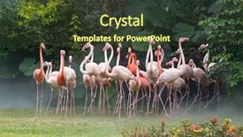  Presentation with flamingo - Slide set with cruise food - flamingo birds standing in lake background and a tawny brown colored foreground