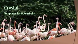  Presentation with flamingo - Colorful presentation theme enhanced with cruise food - flamingo birds standing in lake backdrop and a wine colored foreground