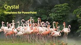  Presentation with flamingo - Audience pleasing theme consisting of cruise food - flamingo birds standing backdrop and a  colored foreground