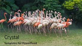  Presentation with flamingo - Theme having cruise food - flamingo birds standing background and a violet colored foreground