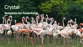  Presentation with flamingo - PPT layouts having cruise food - flamingo birds standing background and a wine colored foreground