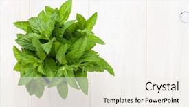  Presentation with fresh ginger root on white - Presentation theme with crusher plant - fresh garden mint in bucket background and a sky blue colored foreground