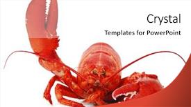  Presentation with crustacean - Presentation theme with crustacean - hello lobster isolated on white background and a white colored foreground