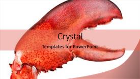  Presentation with crustacean - Amazing presentation having crustacean - lobster's claw backdrop and a red colored foreground