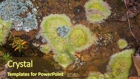  Presentation with lichen - Colorful PPT layouts enhanced with crustose lichen in grayish green backdrop and a tawny brown colored foreground