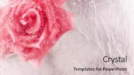  Presentation with ice crystal - Amazing slide set having crystal flowers - abstract rose in ice backdrop and a lemonade colored foreground