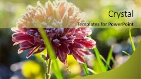  Presentation with autumn morning - Beautiful presentation featuring crystal flowers - beautiful pink frozen flower late backdrop and a yellow colored foreground