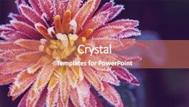  Presentation with autumn morning - PPT theme enhanced with crystal flowers - beautiful pink frozen flower late background and a coral colored foreground