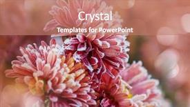  Presentation with autumn morning - Presentation having crystal flowers - beautiful pink frozen flower late background and a coral colored foreground