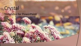  Presentation with pink petal flower animated - Cool new theme with crystal flowers green - beautiful pink frozen flower late backdrop and a  colored foreground