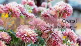  Presentation with drawing of pink lotus flower - Slide set consisting of crystal flowers green - beautiful pink frozen flower late background and a  colored foreground