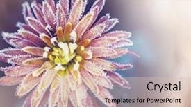  Presentation with autumn morning - Theme enhanced with crystal flowers green - beautiful pink frozen flower late background and a  colored foreground