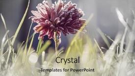  Presentation with blooming lotus flower of pink - Cool new PPT layouts with crystal flowers green - beautiful pink frozen flower late backdrop and a  colored foreground