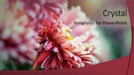  Presentation with autumn morning - PPT theme having crystal flowers green - beautiful pink frozen flower late background and a coral colored foreground