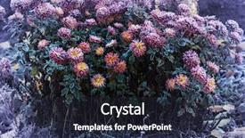  Presentation with drawing of pink lotus flower - Audience pleasing PPT layouts consisting of crystal flowers green - beautiful pink frozen flower late backdrop and a  colored foreground