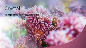 Presentation with pink petal flower animated - Amazing PPT theme having crystal flowers green - beautiful pink frozen flower late backdrop and a  colored foreground