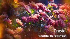  Presentation with autumn morning - PPT theme featuring crystal flowers green - beautiful pink frozen flower late background and a tawny brown colored foreground