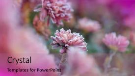  Presentation with autumn morning - Colorful PPT theme enhanced with crystal flowers green - beautiful pink frozen flower late backdrop and a coral colored foreground