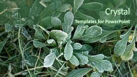  Presentation with crystal - Slide deck consisting of crystal growth - frozen plants and grass background and a ocean colored foreground