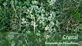  Presentation with crystal - Audience pleasing PPT theme consisting of crystal growth - frozen plants and grass backdrop and a ocean colored foreground