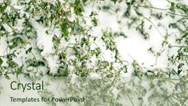  Presentation with crystal - PPT theme with crystal growth - green bush is covered background and a mint green colored foreground
