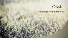  Presentation with crystal - Amazing PPT layouts having crystal growth - green grass in frost backdrop and a sky blue colored foreground