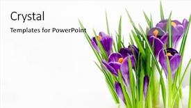  Presentation with blooming flower animated crocus - Amazing slide deck having crystal growth - spring crocus flowers in snow backdrop and a white colored foreground