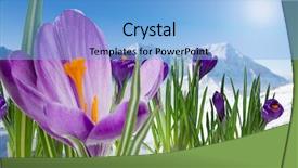  Presentation with snow - Colorful slide set enhanced with crystal growth - spring crocus flowers in snow backdrop and a light blue colored foreground