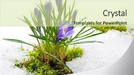  Presentation with crystal - Theme enhanced with crystal growth - spring crocuses in melting snow background and a soft green colored foreground
