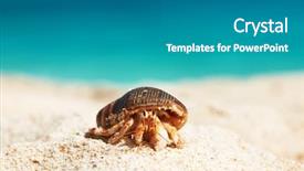  Presentation with crab - Beautiful slide deck featuring crabs - hermit crab on beach backdrop and a teal colored foreground
