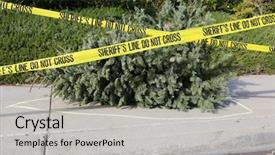  Presentation with old crime - Slide set with csi red - old dead dried christmas tree background and a light gray colored foreground
